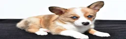 Mixed Breed dogs for sale: Ashley - Ad 5