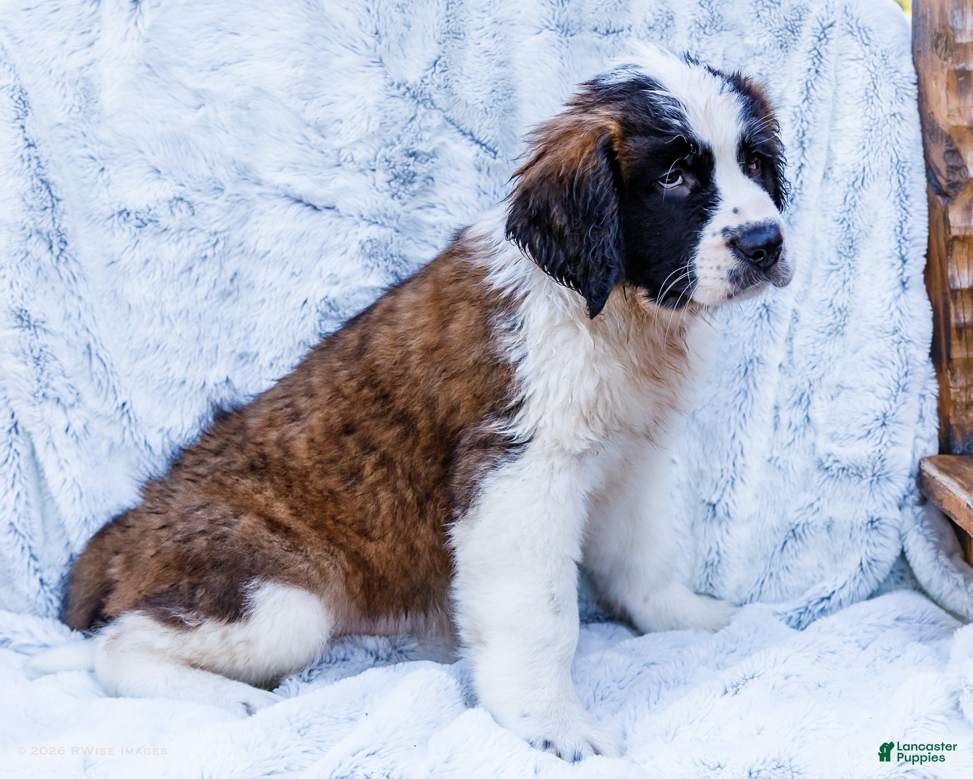Saint Bernard dogs Sweetheart - Ad 1