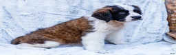 Saint Bernard dogs for sale: Sweetheart - Ad 1