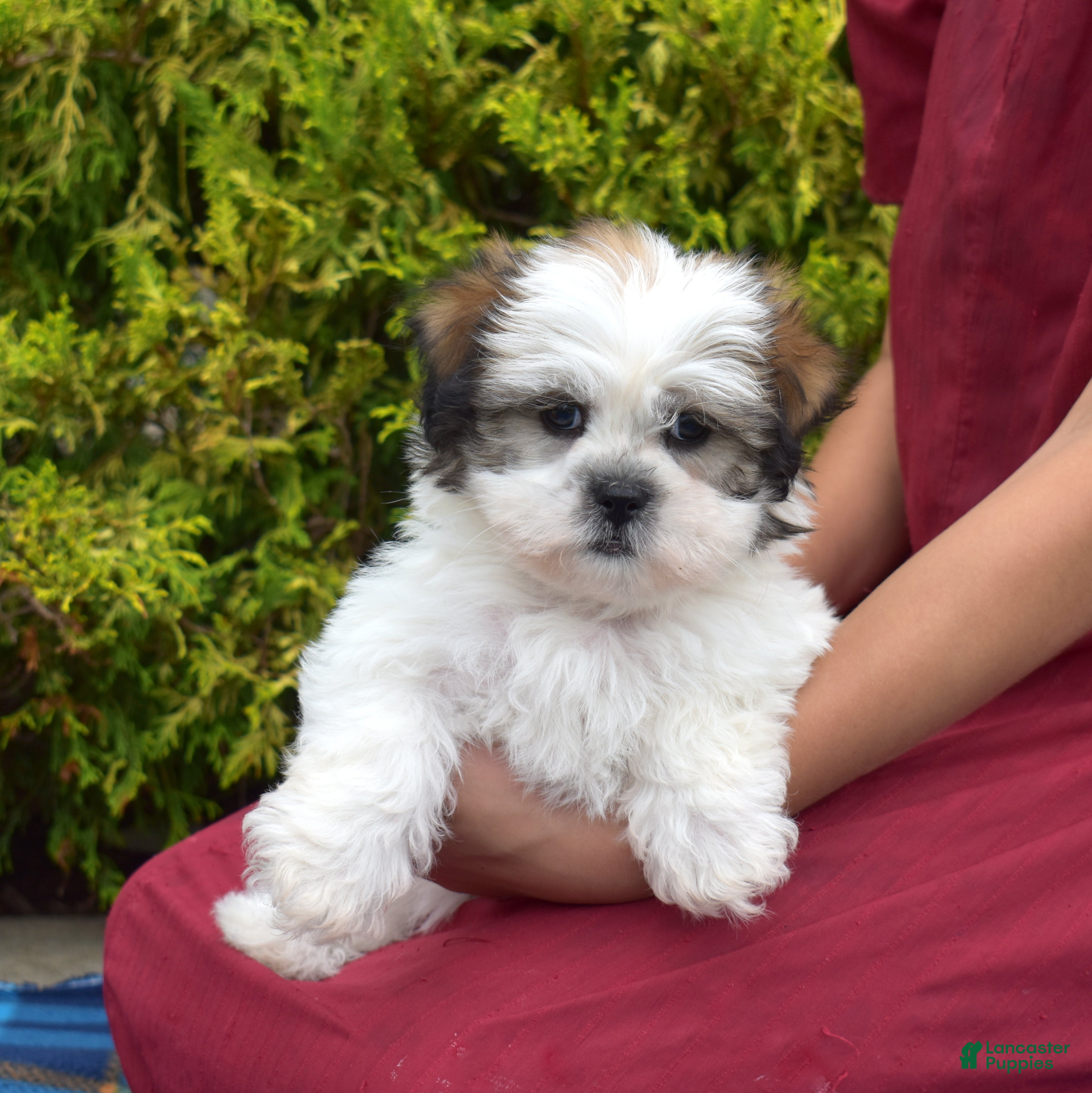 Shih Tzu dogs Cocoa  - Ad 2