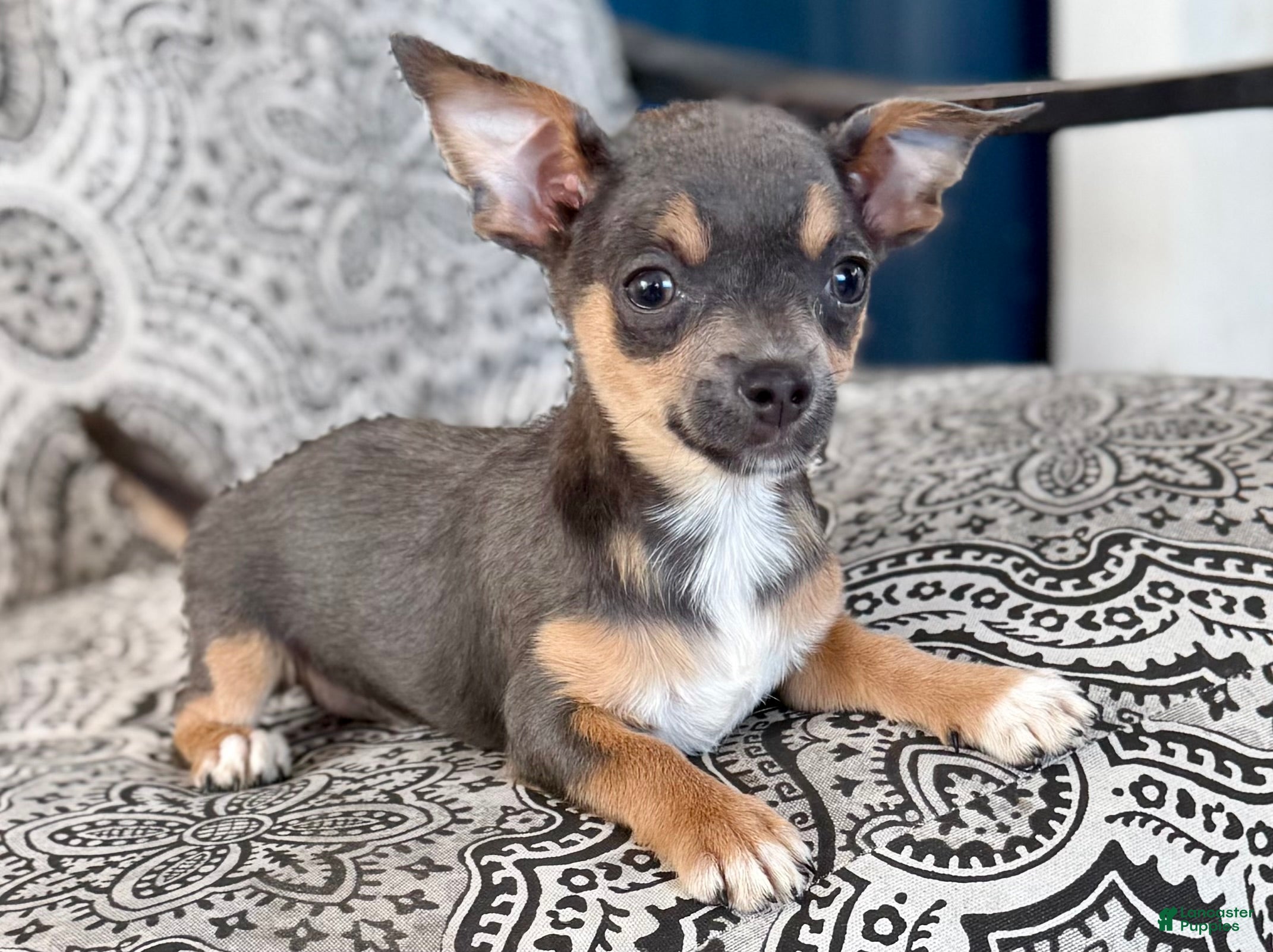Chihuahua dogs Blue tri - Ad 1