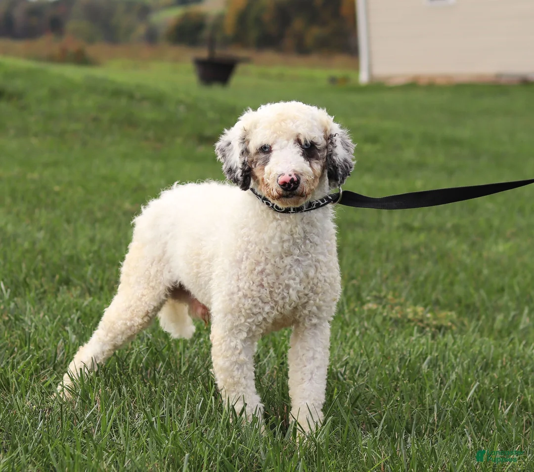 Mini Bernedoodle dogs for sale: Paige - Ad 8