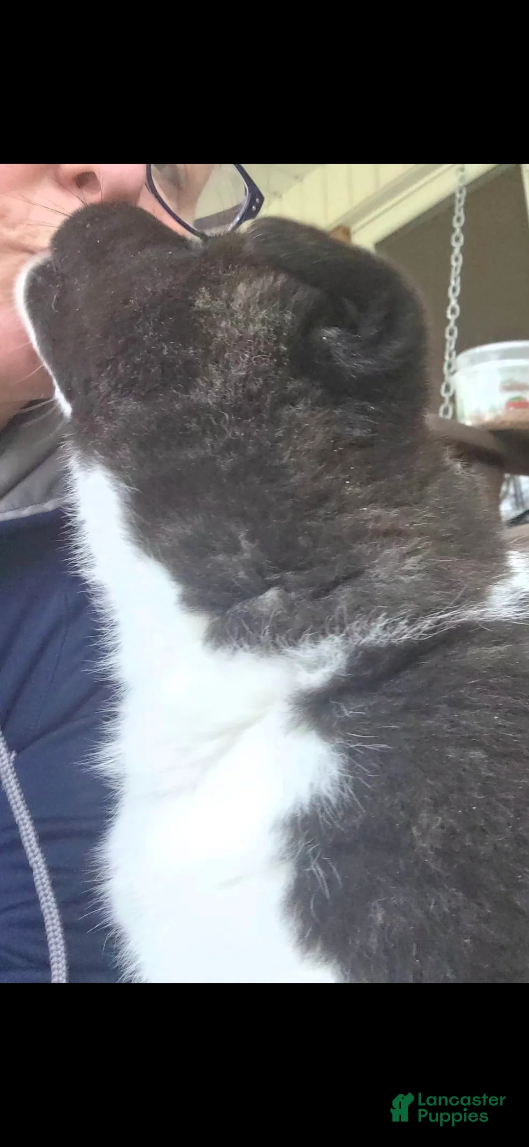 Akita dogs for sale: AKC Lucky - Ad 5