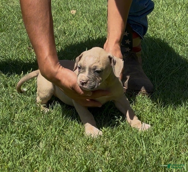American Bulldog dogs Girl 2 - Ad 2