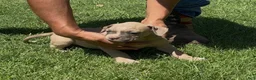 American Bulldog dogs for sale: Girl 2 - Ad 2