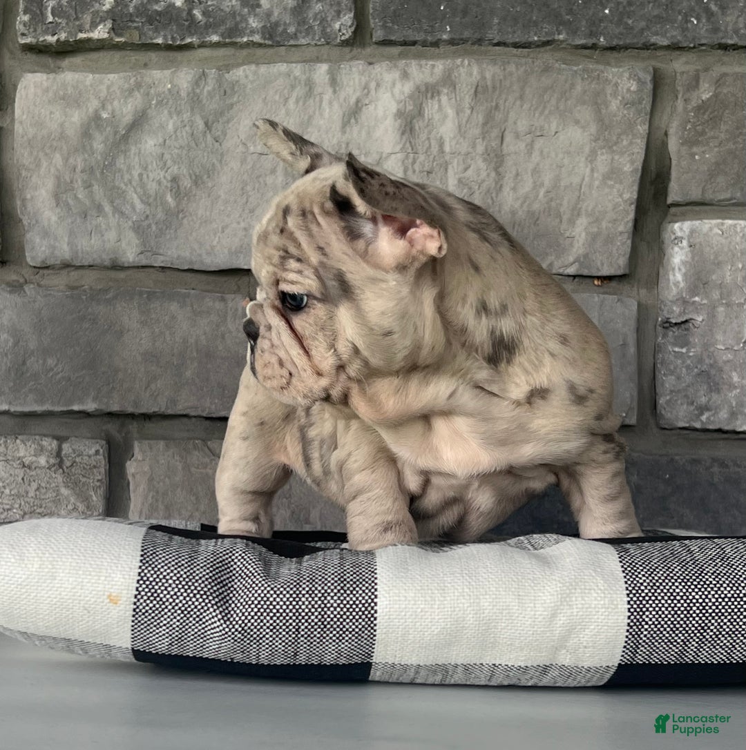 French Bulldog dogs for sale: Noelle - Ad 10