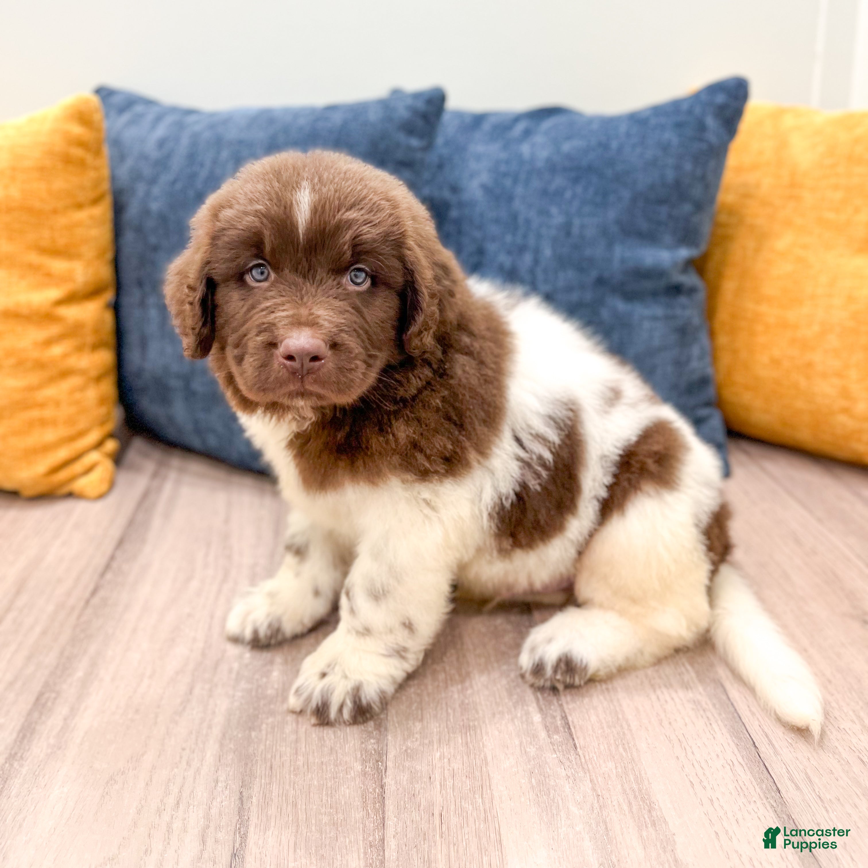 Newfoundland dogs Buster - Ad 2