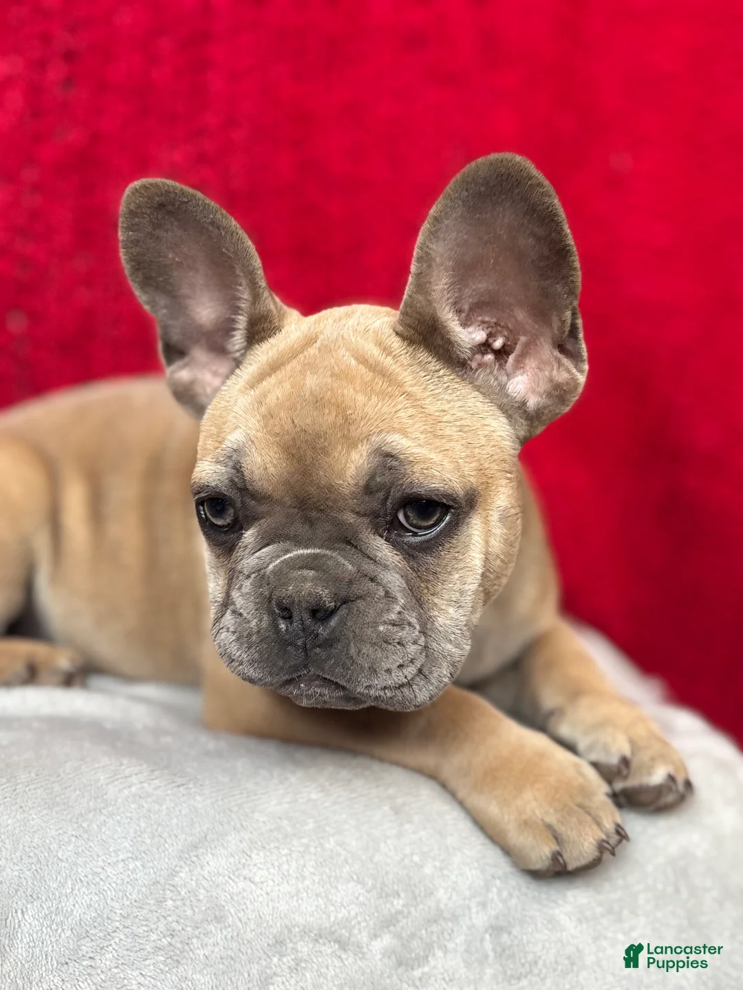 French Bulldog dogs for sale: Rosalita - Ad 12