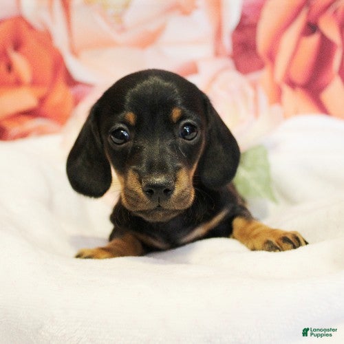 Miniature Dachshund dogs onyx - Ad 2