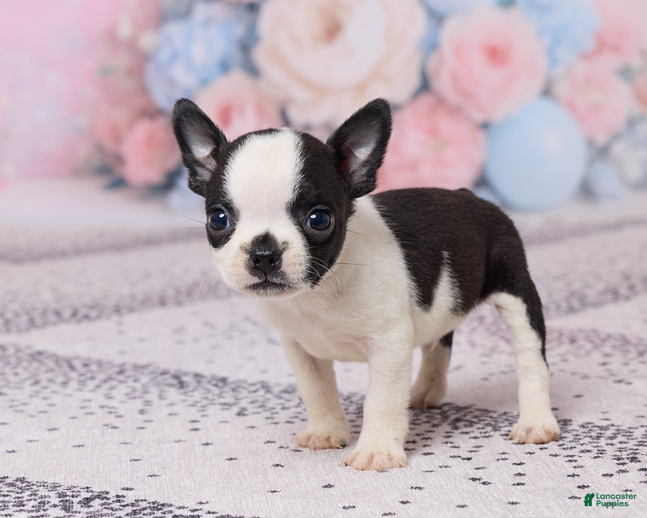 Boston Terrier dogs Jon - Ad 2