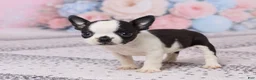 Boston Terrier dogs for sale: Jon - Ad 2