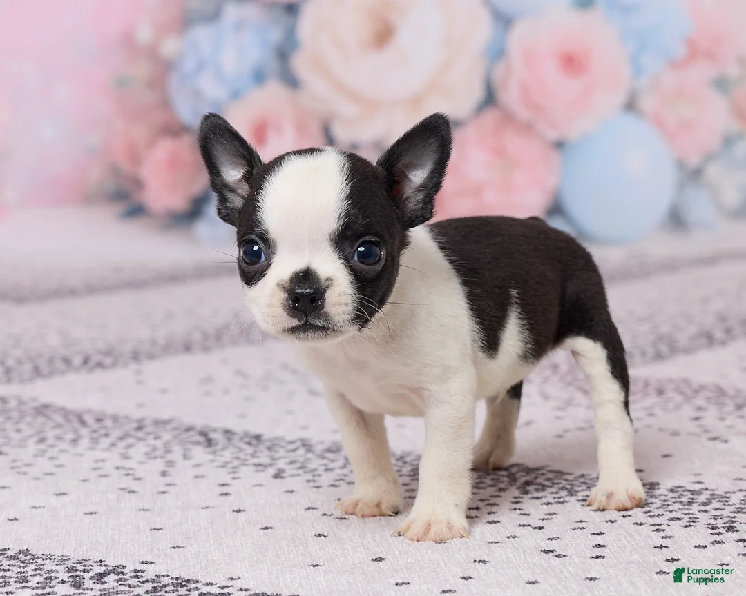 Boston Terrier dogs for sale: Jon - Ad 2