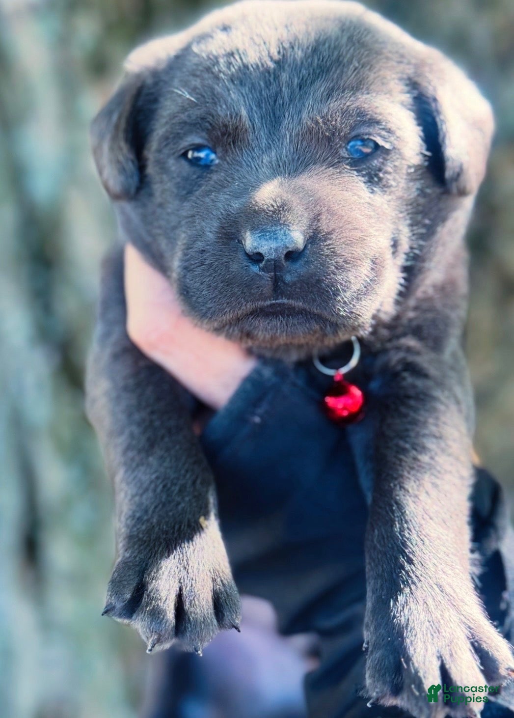 Labrador Retriever dogs Labrador Retriever 1 - Ad 2