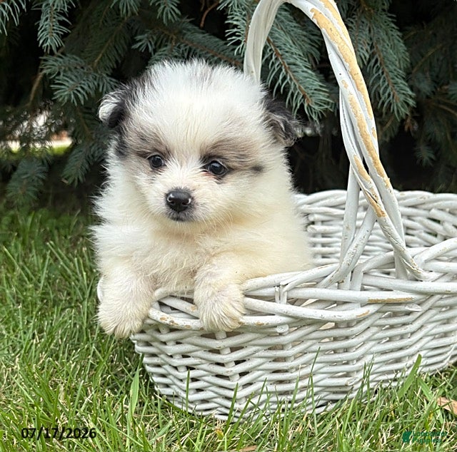 Pomeranian dogs Pebbles - Ad 1