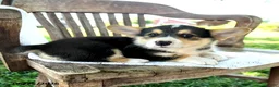Welsh Corgi Pembroke dogs for sale: Reilly - Ad 3