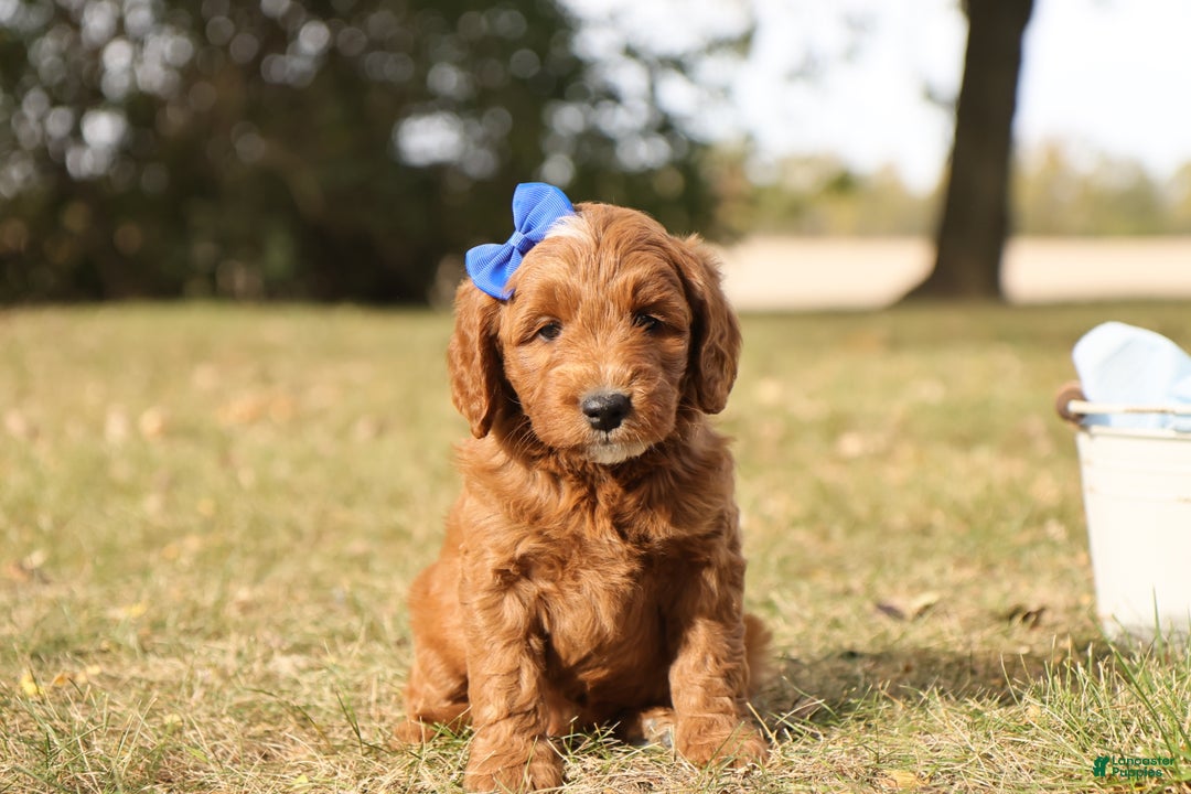 Mini Goldendoodle dogs for sale: Jack - Ad 4