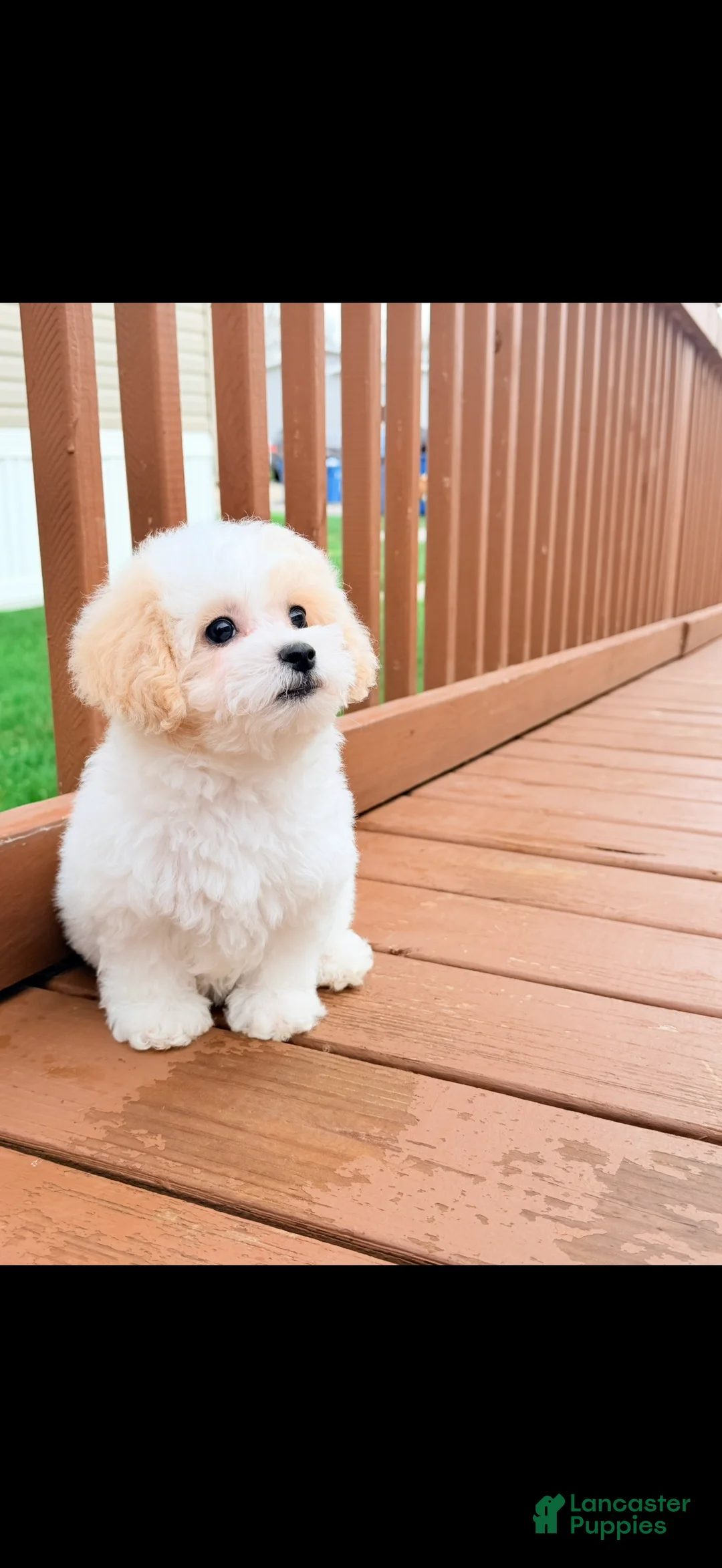 Shihpoo dogs for sale: Shihpoo Puppy 1 - Ad 2