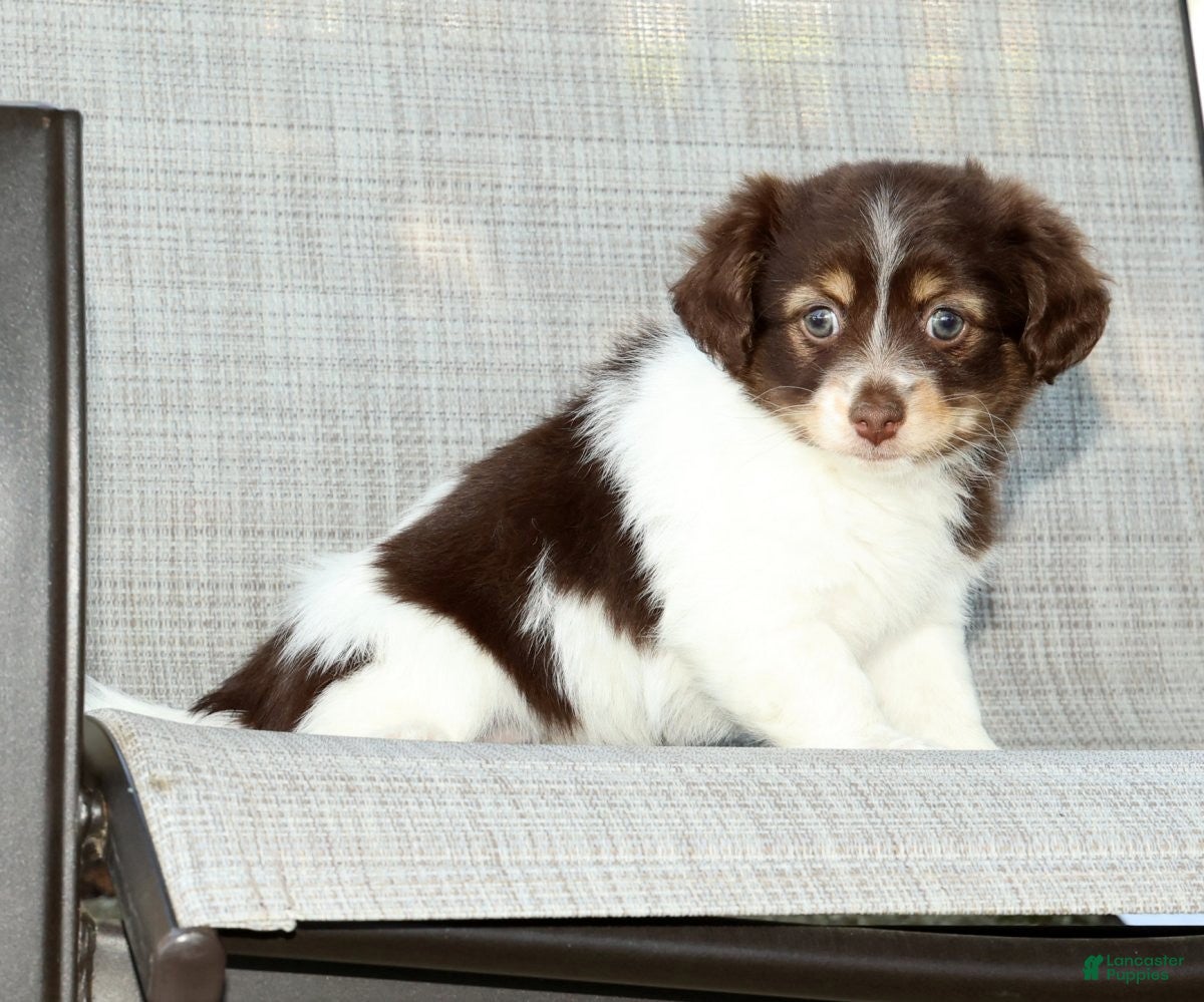Havanese dogs for sale: Margie - Ad 8