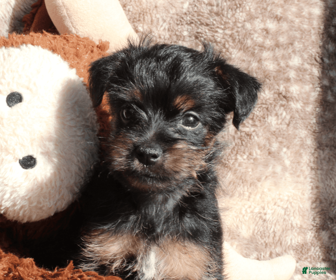 Gallery Image {{count}}