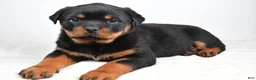 Rottweiler dogs for sale: Penny - Ad 1