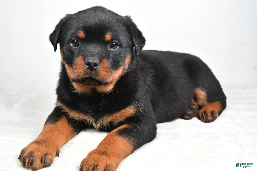 Rottweiler dogs for sale: Penny - Ad 1
