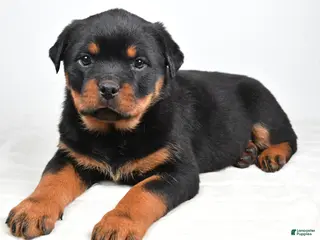 Rottweiler dogs Penny - Ad 13