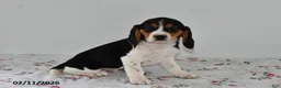 Beagle dogs for sale: Buster - Ad 3