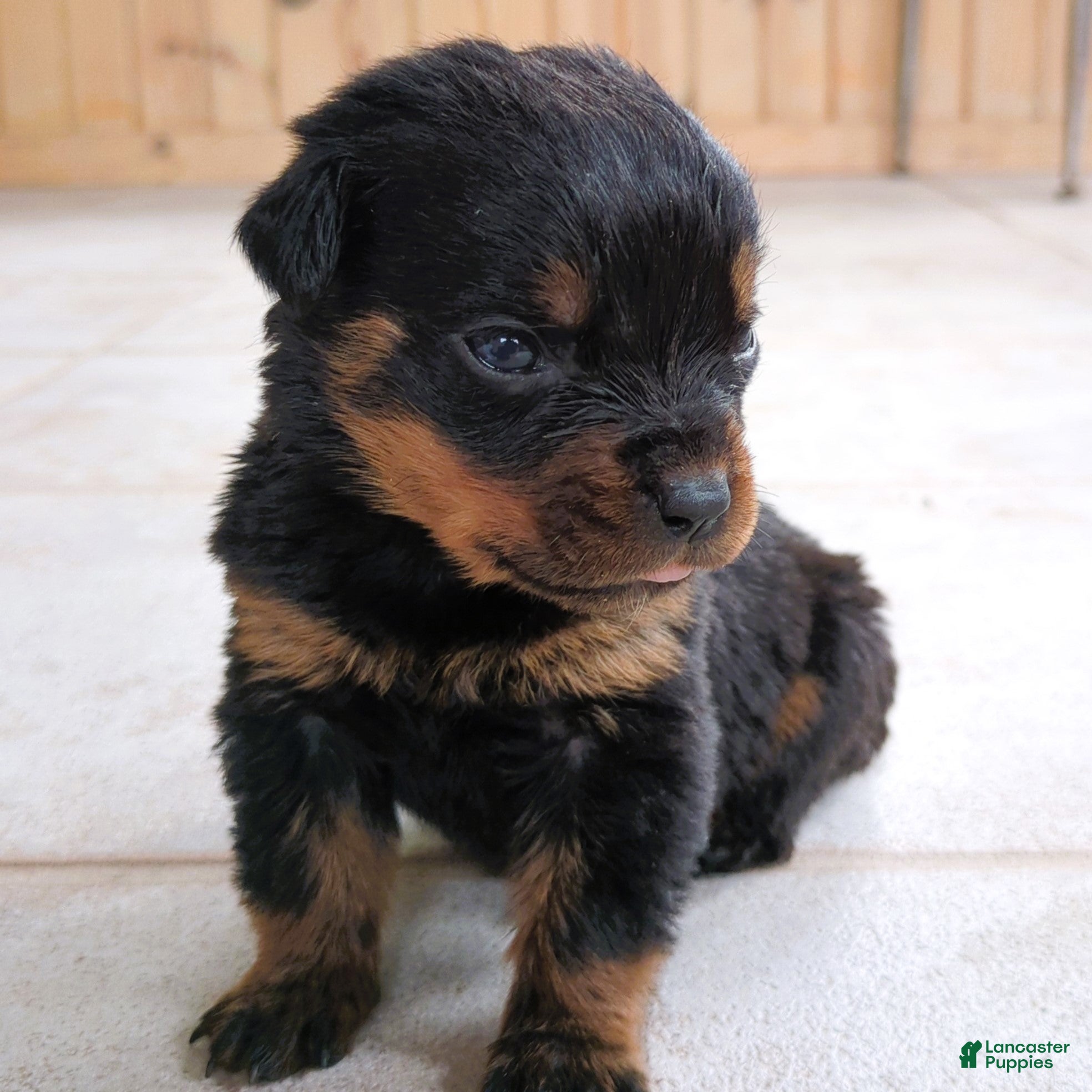 Rottweiler dogs Tunderbird - Ad 1