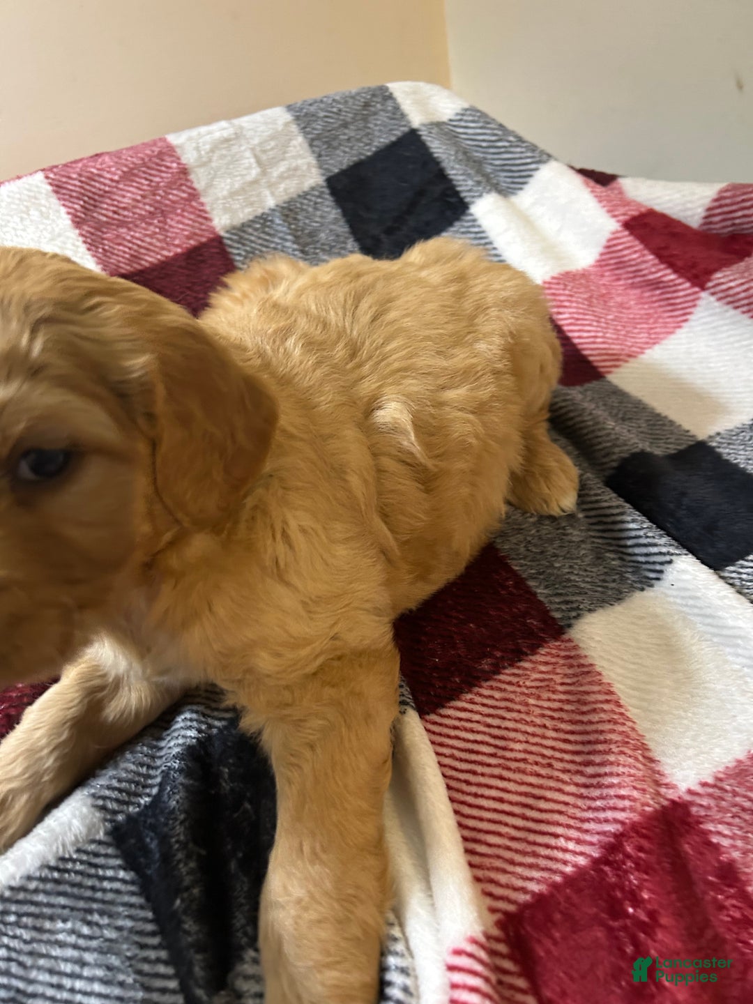 Goldendoodle dogs for sale: Goldendoodle Puppy 1 - Ad 4