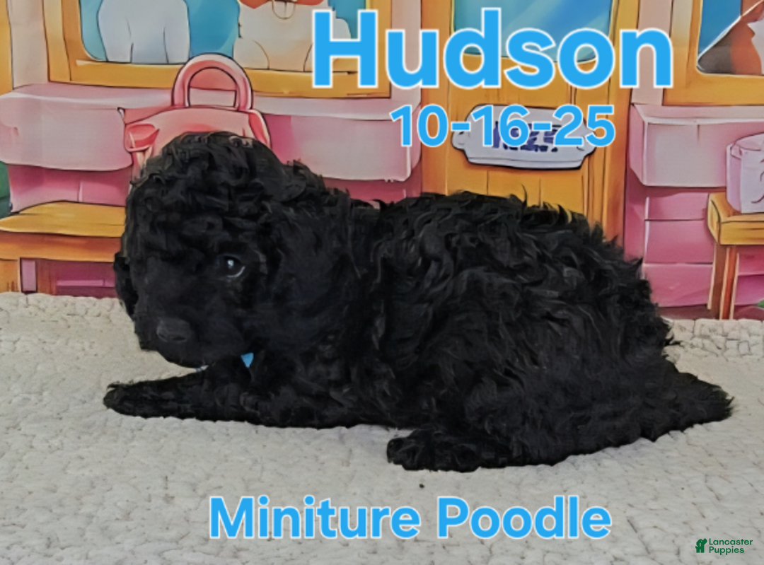 Toy Poodle dogs for sale: Hudson - Ad 3