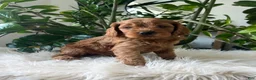 Cavapoo dogs for sale: Dylan - Ad 4
