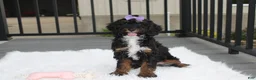 Miniature Poodle dogs for sale: Amber  - Ad 11