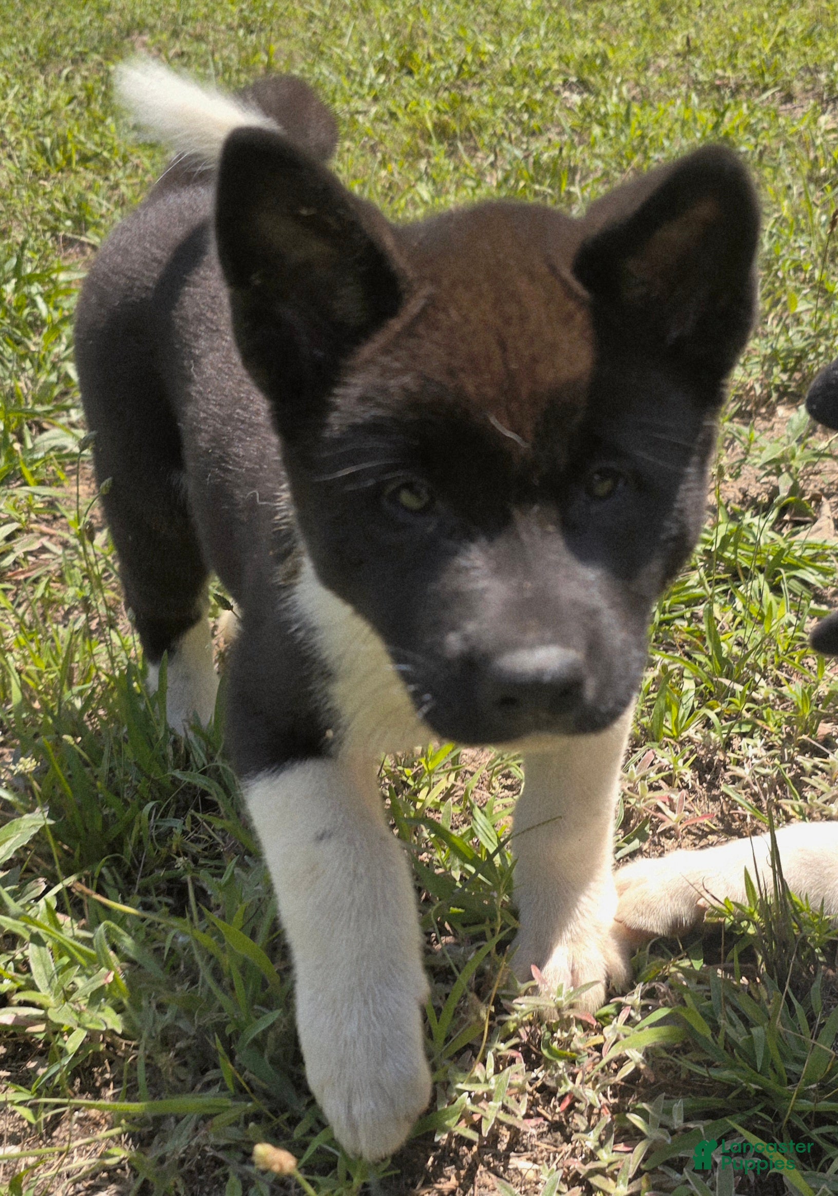 Akita dogs Nova  - Ad 1
