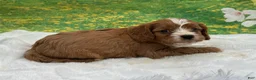 Cavapoo dogs for sale: Kingston - Ad 4
