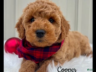 Mini Goldendoodle dogs - Ad 34
