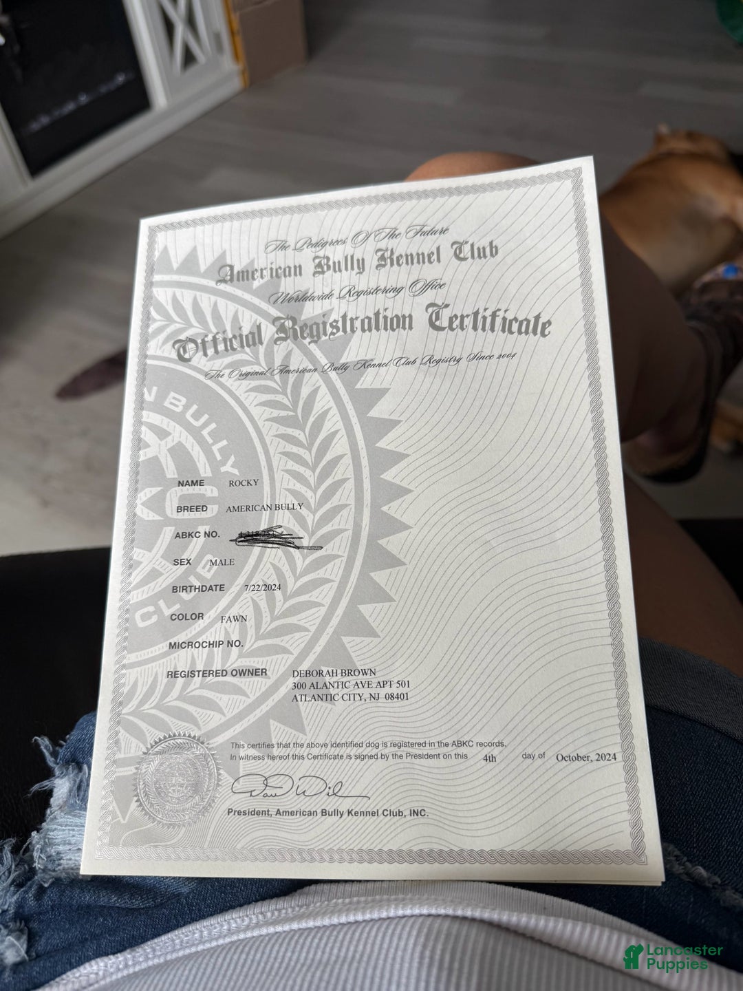 American Bully dogs for sale: American Bully  - Ad 5