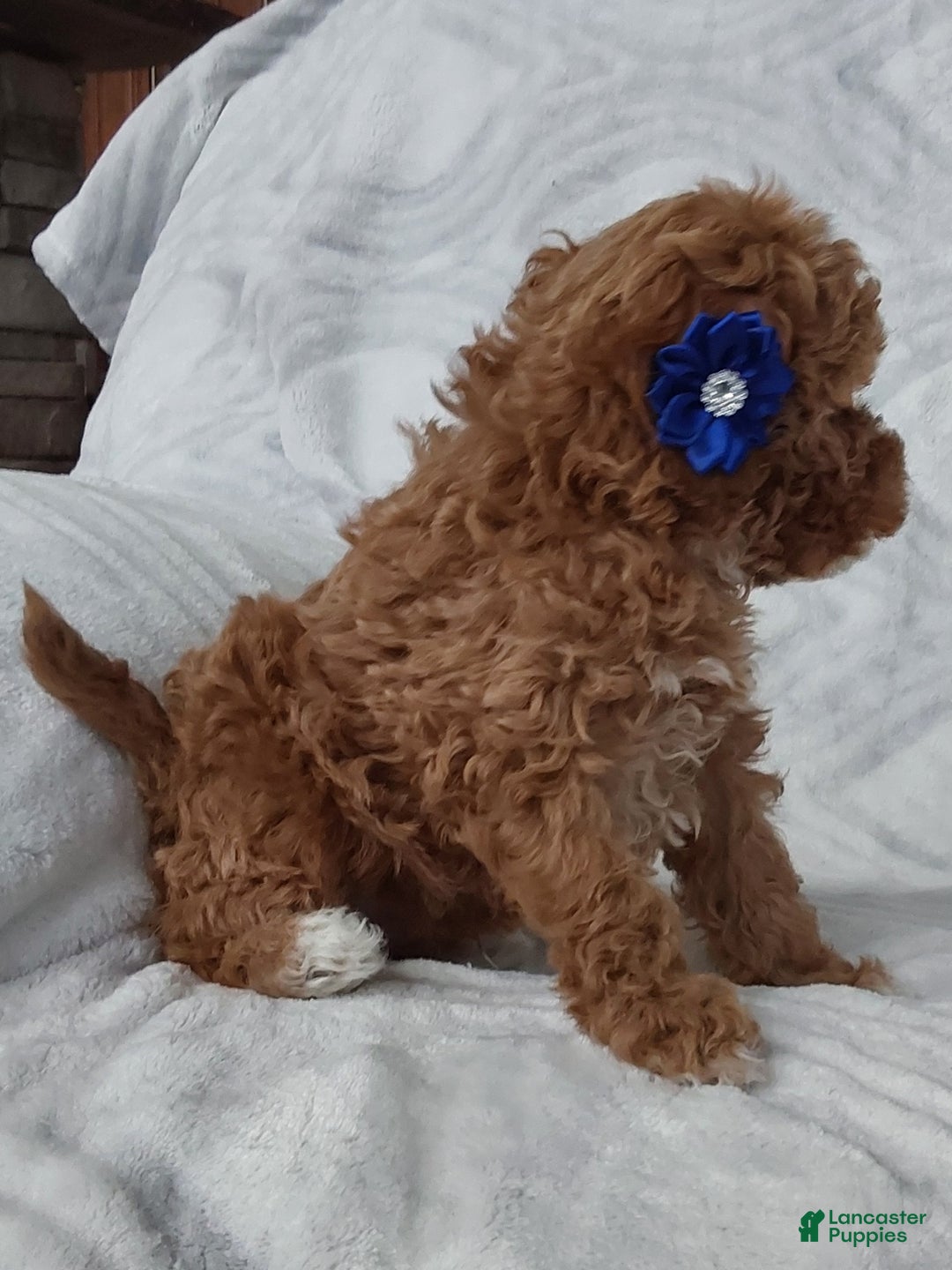 Cavapoo dogs for sale: Cavapoo Puppy 1 captain - Ad 4