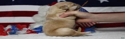 Golden Retriever dogs for sale: Pumpernickel  - Ad 10