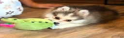 Pomsky dogs for sale: Drake - Ad 12