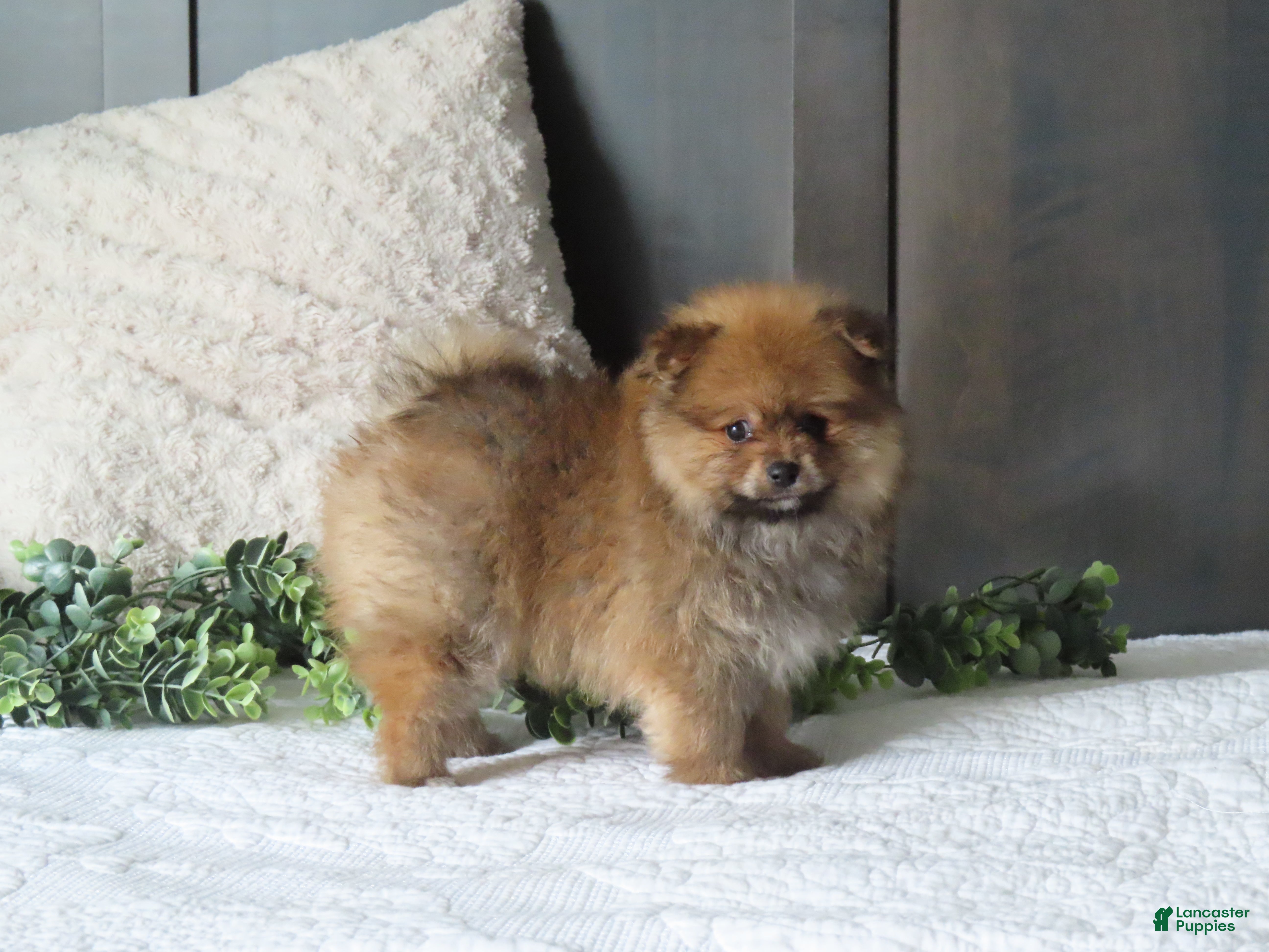 Pomeranian dogs BILLY - Ad 2