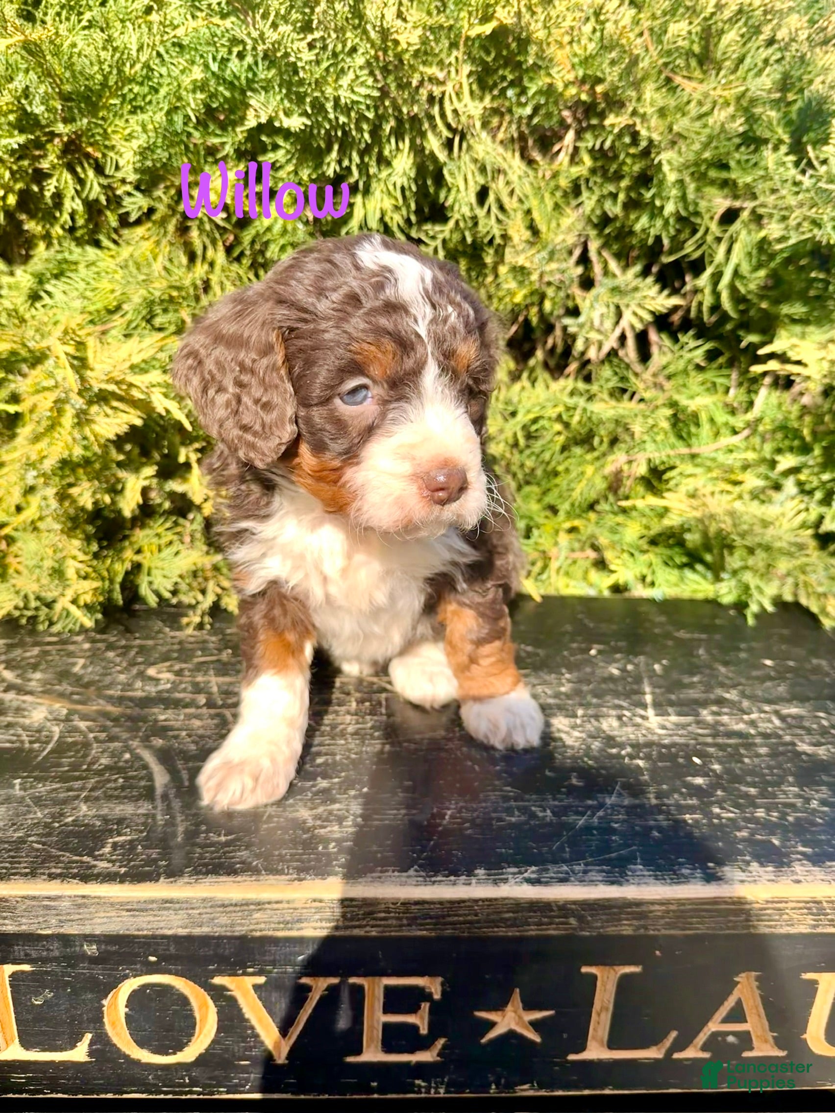 Bernedoodle dogs Willow - Ad 2