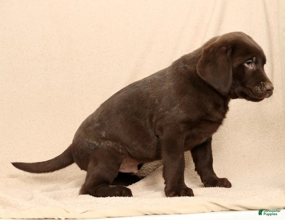 Labrador Retriever dogs for sale: Jax - Ad 5
