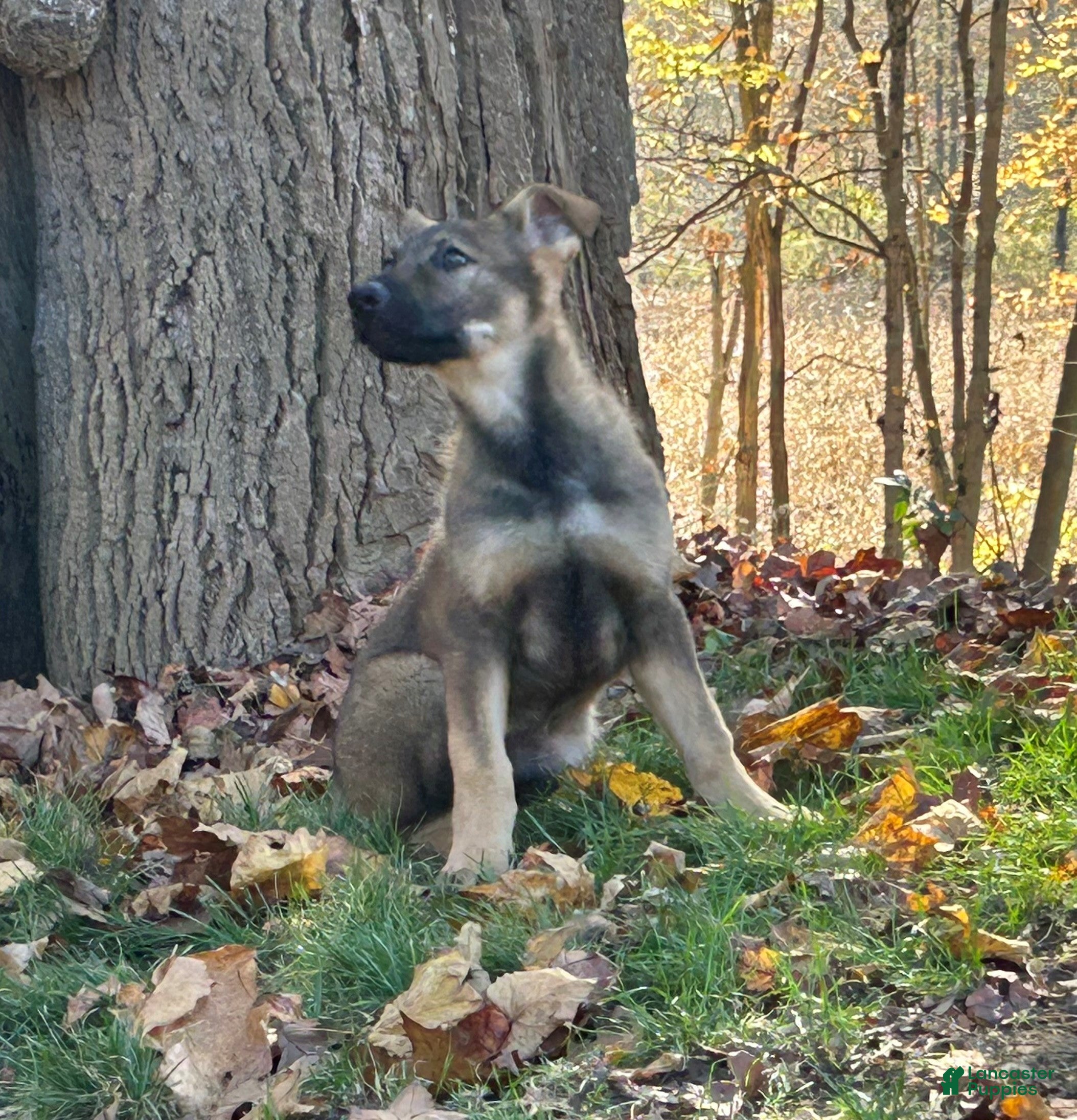 German Shepherd dogs for sale: German Shepherd 1 - Ad 2