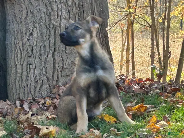 German Shepherd dogs for sale: German Shepherd 1 - Ad 2
