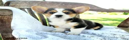 Welsh Corgi Pembroke dogs for sale: Reagan - Ad 4