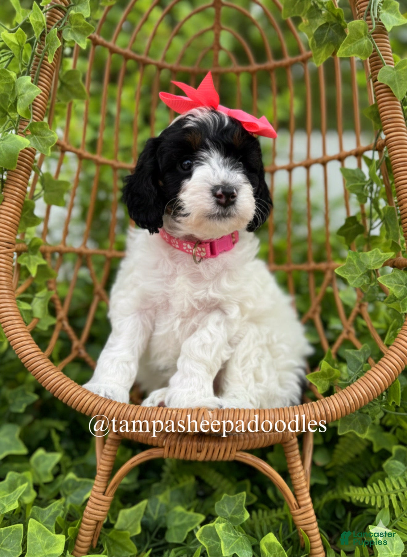 Mini Sheepadoodle dogs Pink-Mittens - Ad 1