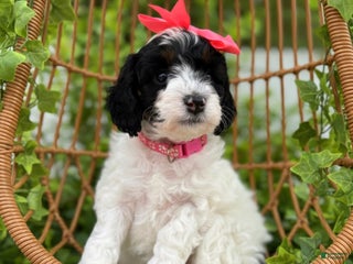 Mini Sheepadoodle dogs Pink-Mittens - Ad 1