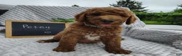 Mini Goldendoodle dogs for sale: Petey - Ad 3