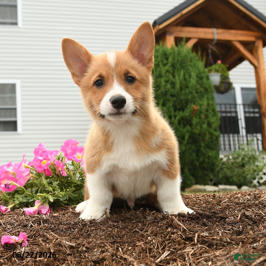 Welsh Corgi Pembroke dogs Pogo - Ad 2