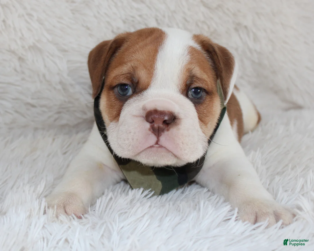 English Bulldog dogs for sale: AKC Ozzy - Ad 1